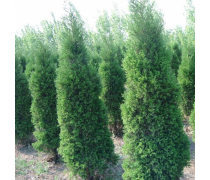 蜀檜龍柏苗 優(yōu)質綠化苗木的選擇與種植指南