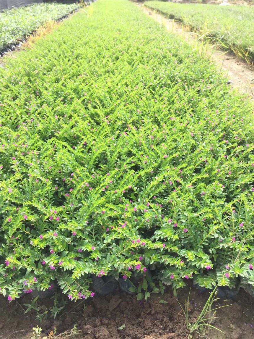 定州市園林工程綠化專用苗滿天星 價格實惠，基地直銷，助力綠化工程