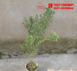 金邊六月雪 60厘米高大苗批發供應，綠化工程優選苗木