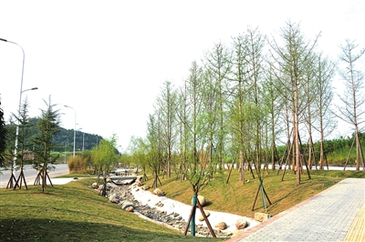 都梁新區沿福德大道段綠化工程預計4月建成投用，打造生態宜居新畫卷